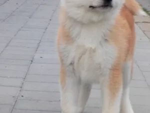 Slika 2
