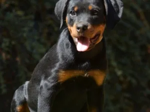 Slika 4
