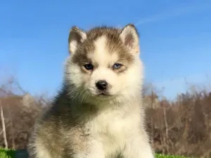 Slika 1