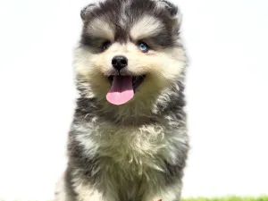 Slika 5
