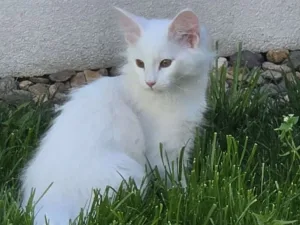 Slika 1