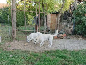 Slika 2