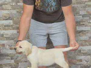 Slika 4