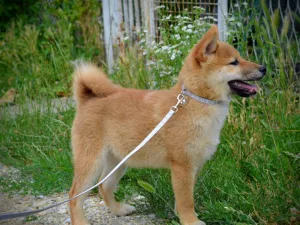 Slika 6