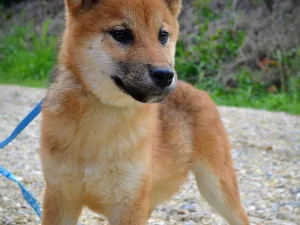 Slika 5
