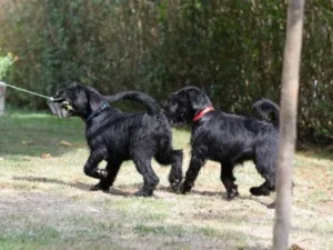 Slika 6