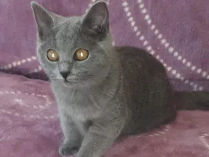 Slika 2