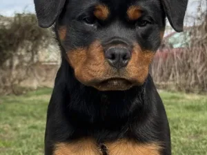 Slika 1