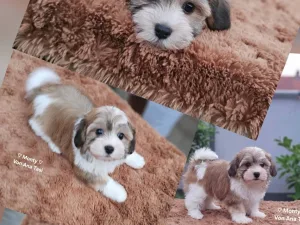 Slika 3