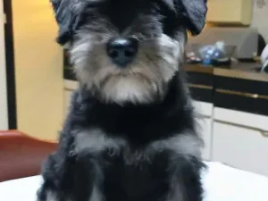 Slika 1