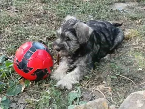 Slika 5