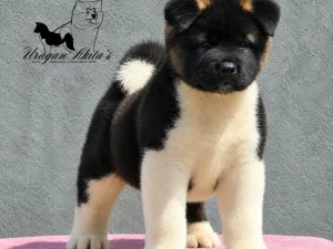 Slika 5