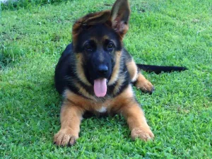 Slika 1