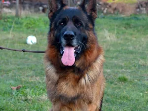 Slika 4