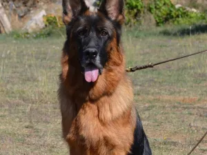 Slika 5