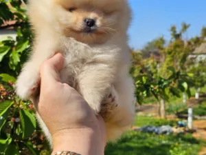Slika 6