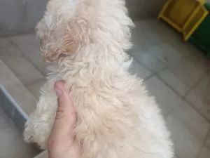 Slika 8