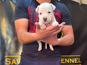 Slika 6