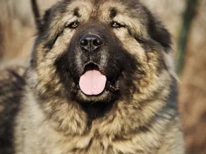 Slika 2