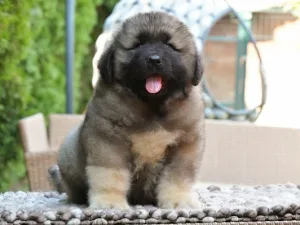Slika 1
