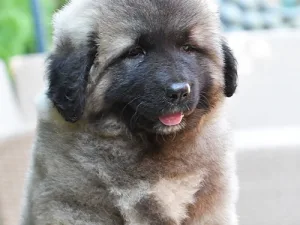 Slika 2