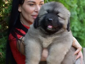 Slika 5