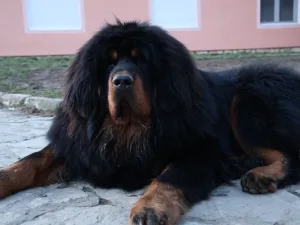 Slika 1