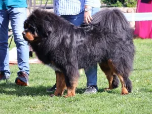 Slika 6
