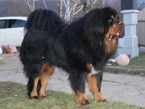 Slika 5
