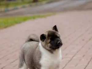 Slika 7