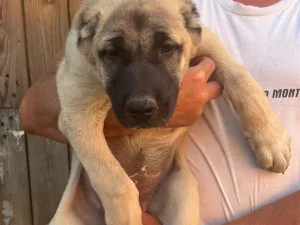 Slika 1