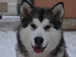 Slika 6