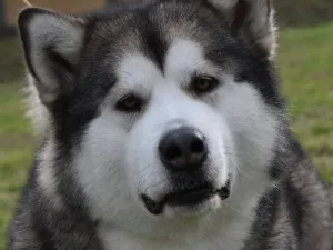 Slika 9