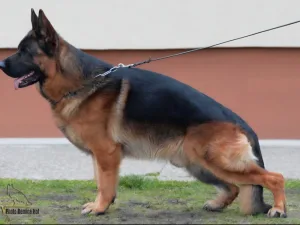 Slika 7