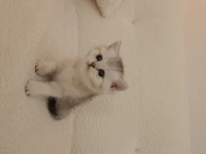 Slika 6