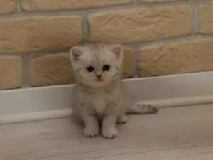 Slika 8