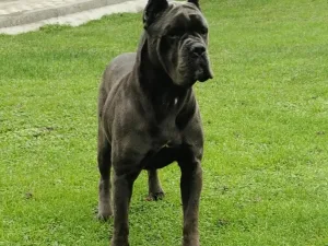 Slika 5