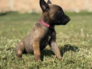 Slika 7