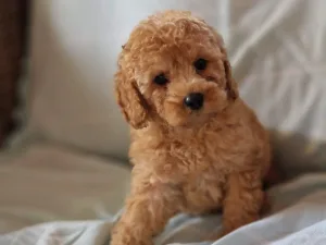 Slika 1