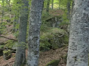 Slika 8
