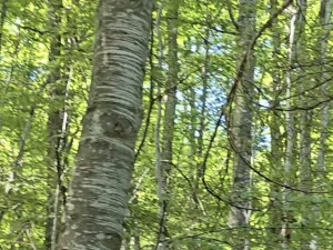 Slika 6