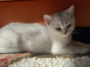 Slika 2