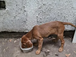 Slika 5