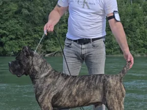 Slika 1