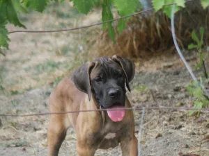 Slika 6
